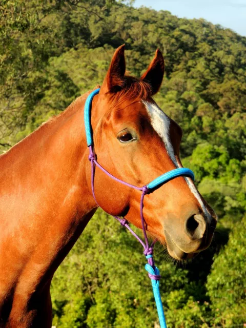 Padded rope halter and lead set, pony, cob  full XL full aqua and purple 2