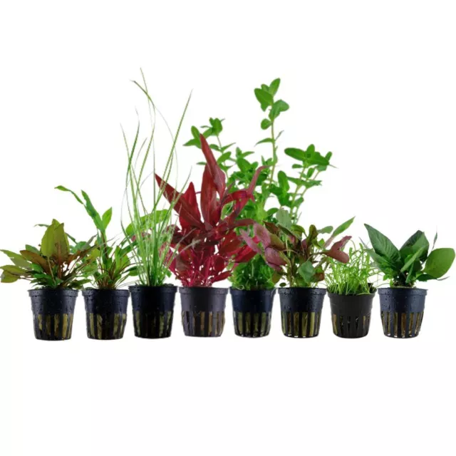 Plantes Set pour 60l Aquariums Avec 8 Pot De Aquatiques AquaOne Nr.136