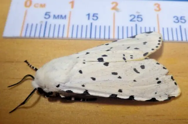 Salt Marsh Tiger Moth Estigmene acrea Erebidae Arctiinae Lepidoptera SE TX D213