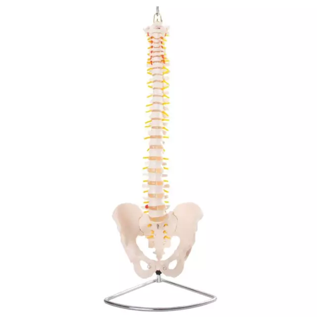 66fit Anatomical Flexible Vertebral Column With Pelvis