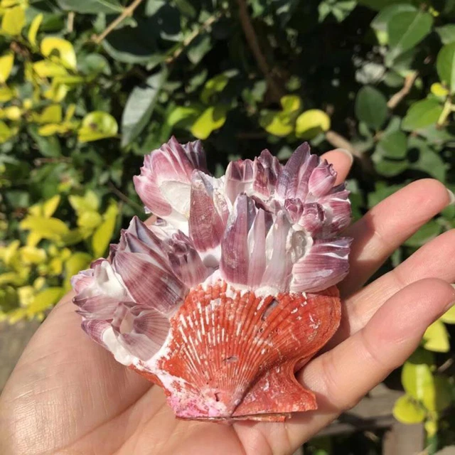Natural Scallop Barnacle Coral Fish Tank Ornaments Aquarium Landscape DIY Decor