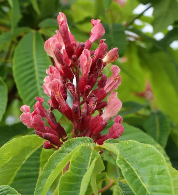 Hochstamm Zwergkastanie Rosea Nana 100-125cm - Aesculus pavia