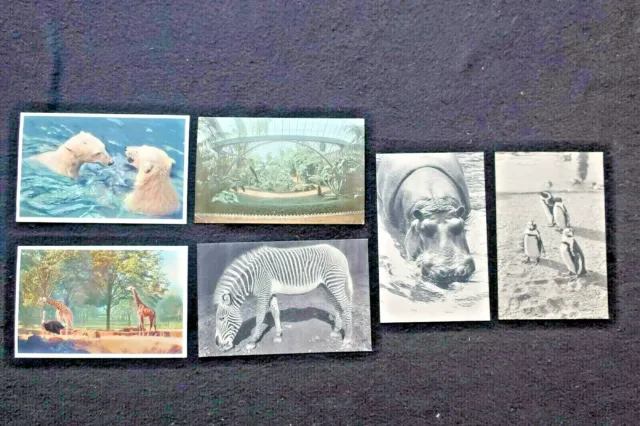 lot 6 cpa zoo zoo wood de vincennes seal 1911 postcards superb