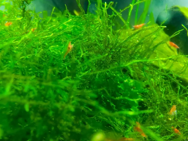 Java Moss (Taxiphyllum Barbieri) -Home Grown Green and Healthy BUY 2 GET 1 FREE