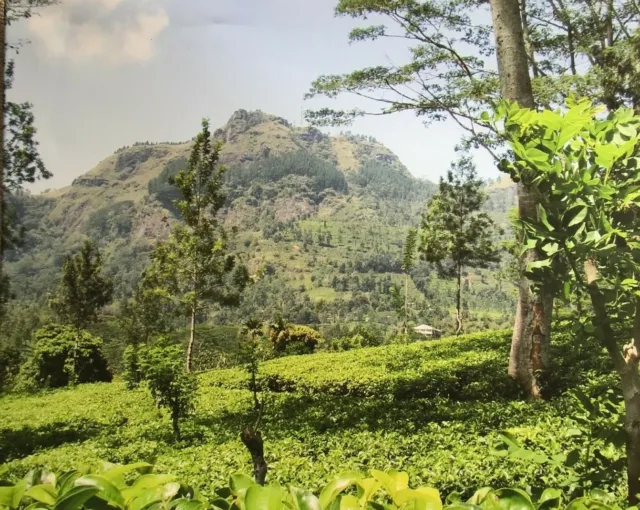 Landscape Tea Plantation Sri Lanka Wall Canvas
