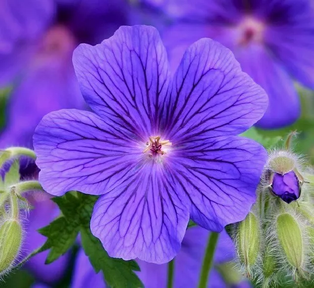 Geranium Magnificum Blue 2 X mature Hardy Bare Root plant min 200mm root.