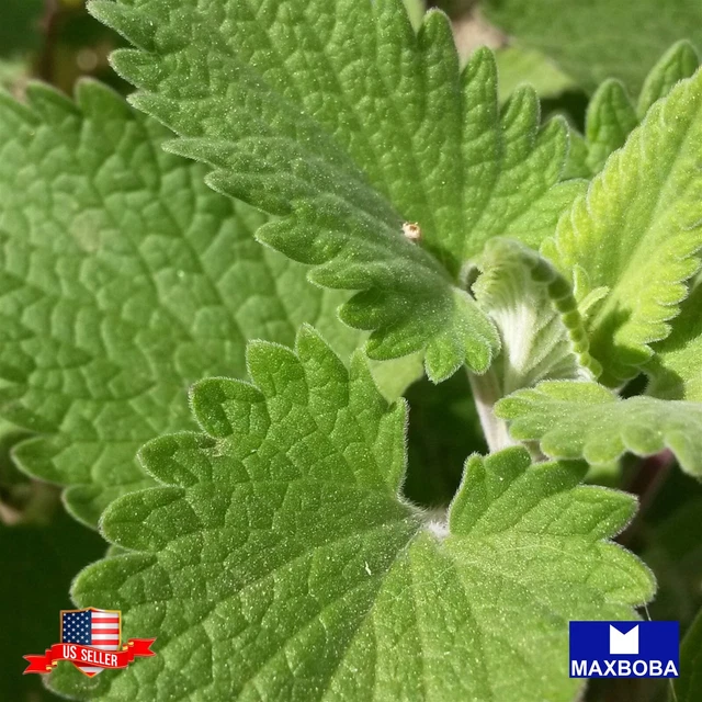 2400+ Catnip Seeds Non-GMO / Heirloom / Herb Garden Fresh BOGO 50% OFF