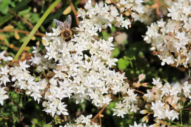 50 OKTOBERFEST SEDUM Acre Gold Moss Stonecrop Groundcover White Flower Seeds