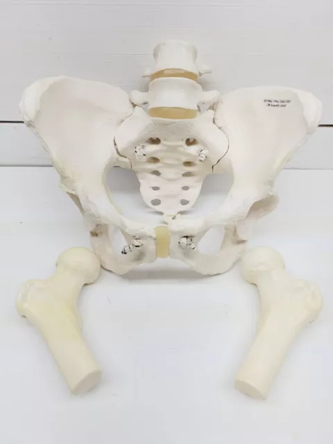 Sacrum Hip Bone Female Pelvic Bone  Movable Pelvis Model Can Bend