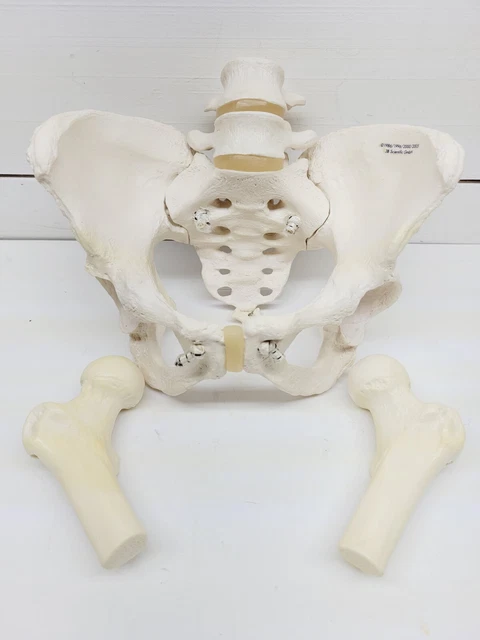 Sacrum Hip Bone Female Pelvic Bone  Movable Pelvis Model Can Bend