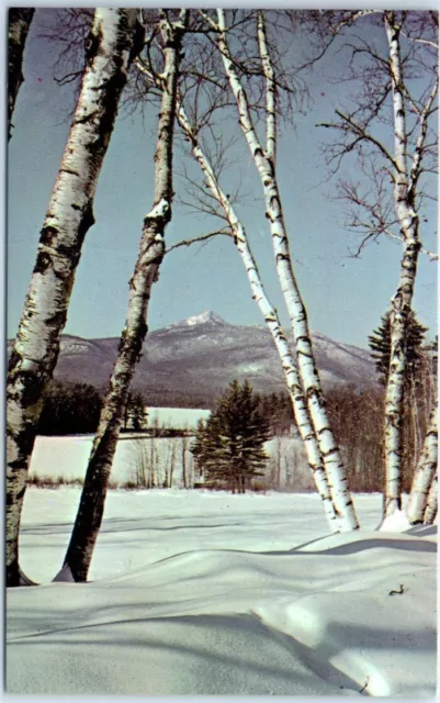 Postcard - Birches in Winter Setting - Mt. Chocorua, New Hampshire, USA