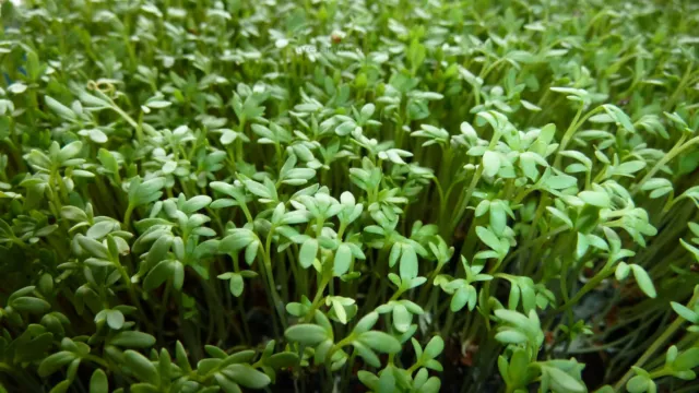 Curly Garden Cress seeds (200 - 6400) peppergrass wort Halim Aliv CHANDRASHOOR