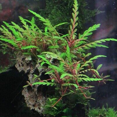3 Stems hygrophila pinnatifida! live aquarium plants beautiful!!! FREE S/H!!!