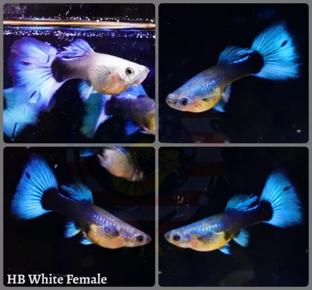 FEMALE ONLY - Live Aquarium Guppy Fish High Quality - HB Half Black White