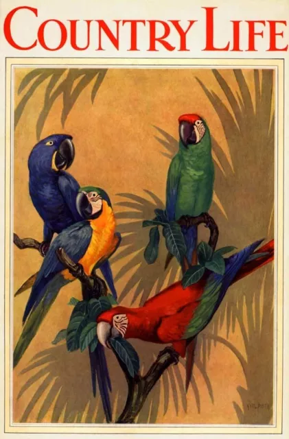 1928 Jungle Rainforest Parrot Bird Country Life Art Deco Cover Poster 318556