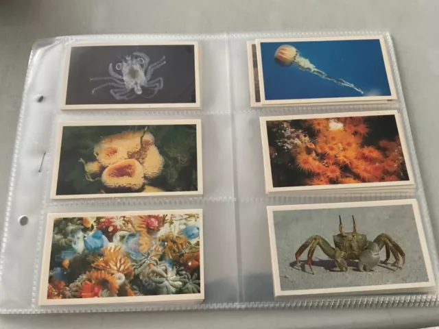 Cigar cards by Grandee-The Living Ocean-1 set