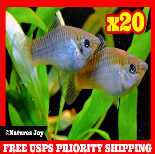 🐟 x20 LIVE GREEN SAILFIN Molly Aquarium Koi Pond Feeder Guppy Fish FOOD MOLLIES