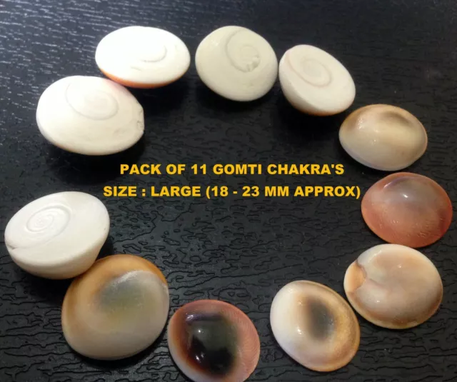 Gomti Chakra Natural Untreated Lucky Gemstones Of Gomati River Lord Krishna Rare