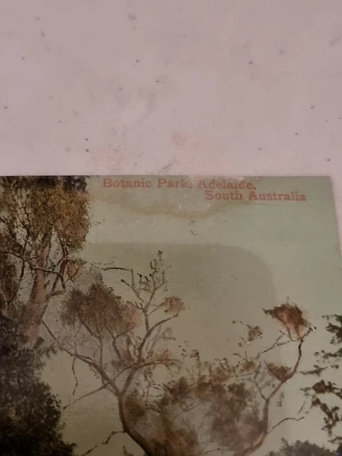 Postcard.  Botanic Park. Adelaide.  South Australia. Vintage.  c1910's 3