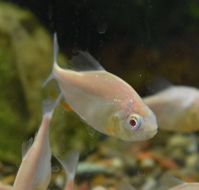Live Albino Pacu (2.5" Juvenile Freshwater Aquarium Fish) PLS READ DESCR 7
