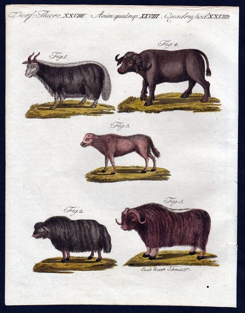 1806 - Moschusochse Buey Búfalo Buffle Bullock Grabado Bertuch