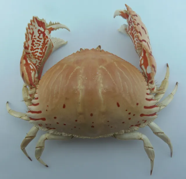 Crustaceans Box crab Calappa lophos Oddities