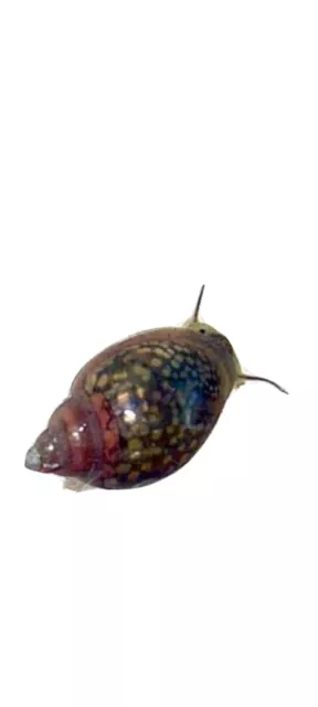 Aquatic Bladder Snail Pond Snails Live Fish Food Dwarf Puffer/Loach Food