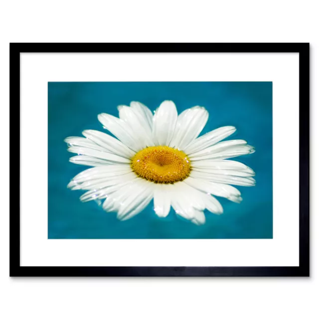 Photo Nature Plant Flower Daisy Water Float Petals Framed Print 12x16 Inch