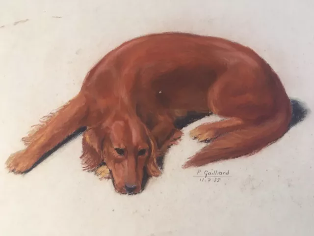 Très Beau Grand Dessin Fusain Jeune Chien Setter Irlandais Couché Signé 1950