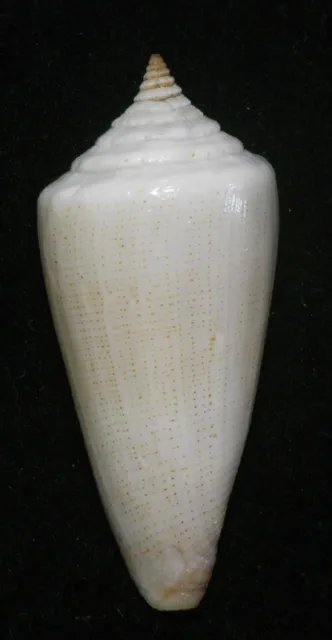 Formosa/SEASHELL/Conus furvus 53mm.