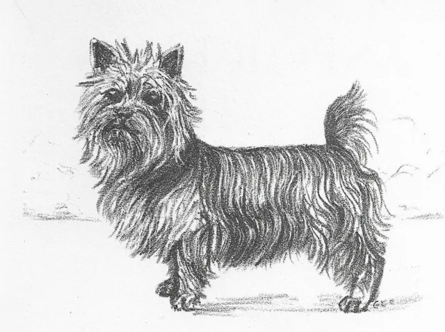 Silky Terrier - CUSTOM MATTED - 1962 Vintage Dog Art Print - Cook