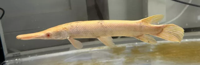 Albino Marbled Alligator Gar 12-13” - Live Freshwater Tropical Aquarium Fish