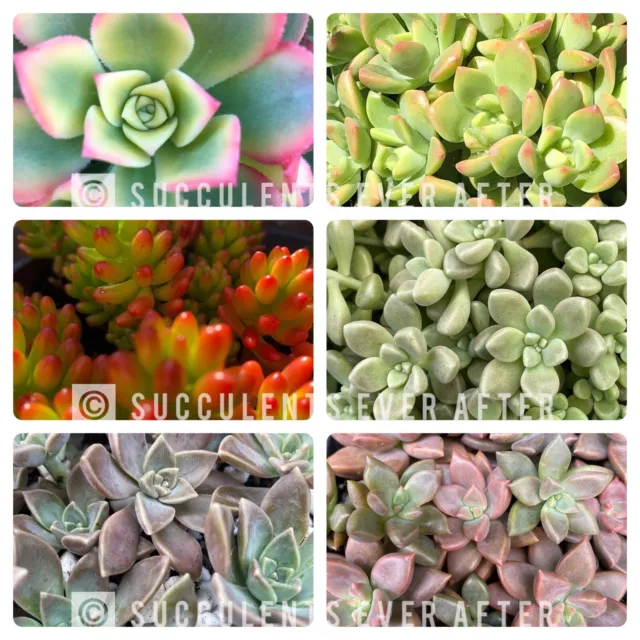 ⭐️100x Succulent Cuttings Inc Rare/Collector/Hard To Find FREE POSTAGE & GIFT⭐️