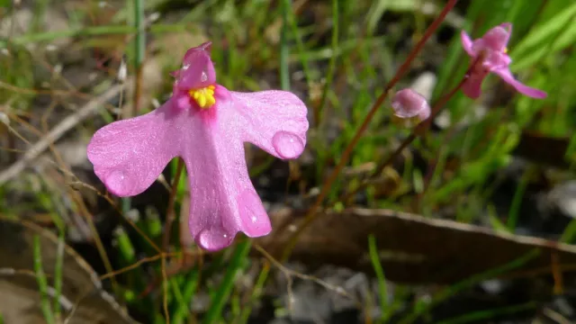 Utricularia Multifida ~ Polypompholyx utriculaire carnivore ~ Jupon rose R