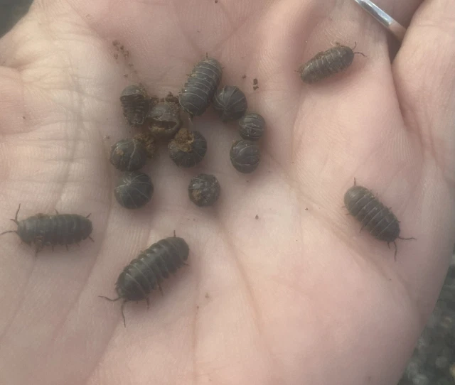 100+ LIVE PILL Bugs Roly Poly Isopod Terrarium Cleaner Bioactive Clean