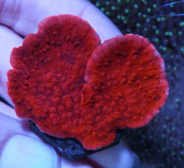 RED MONTIPORA CAPRICORNIS SPS Hard Coral Marine Frag NOT LPS OR SOFT