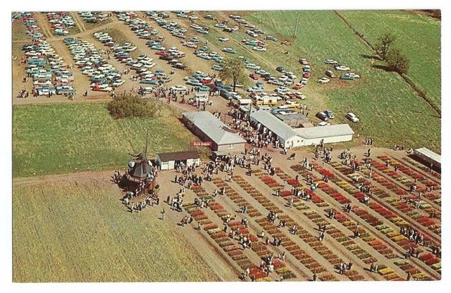 Holland Michigan MI Postcard Tulip Festival Aerial View