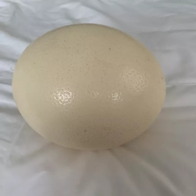 A Blown Ostrich Egg Approx 16cms