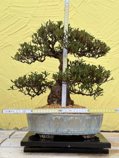 Joe Bonsai Azalee Satsuki  35  Jahre  Schale KP Keramik Neu Bio Gold