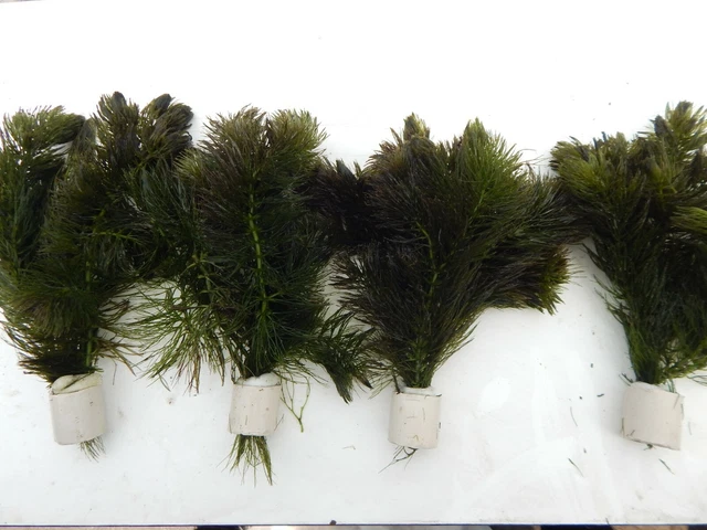 1 Bund  Wasserpflanzen, Teichpflanzen, Ceratophyllum, Hornkraut Aquarium