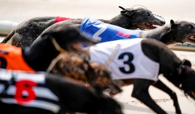 The Greyhound Expert Backing Betting System  - To your Inbox