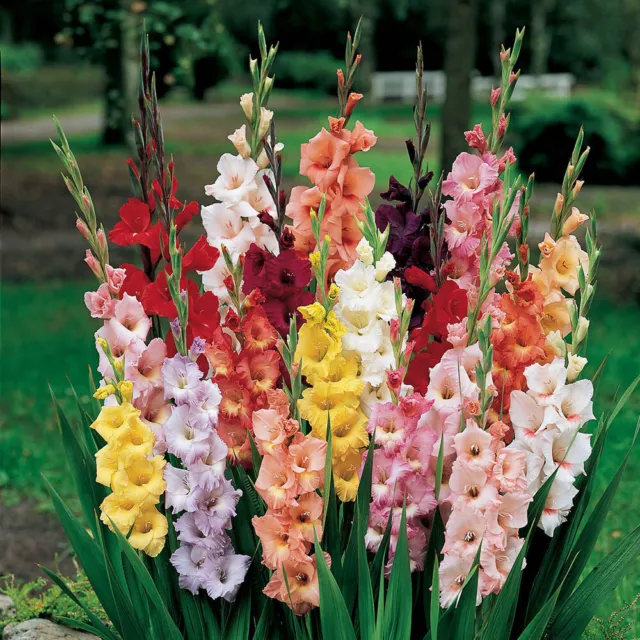 You Garden Summer Flowering Bulb Mix, 300 Bulbs, 7 Varieties, Summer Long Colour 3