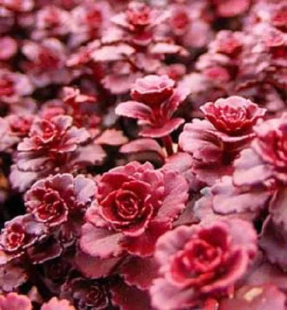 50 Red DRAGONS BLOOD SEDUM Stonecrop Sedum Spurium Flower Seeds