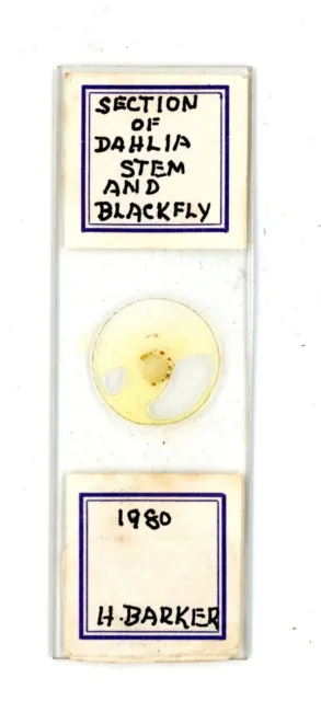 Vintage glass Microscope slide Section of Dahlia Stem & Blackfly by H Barker #3