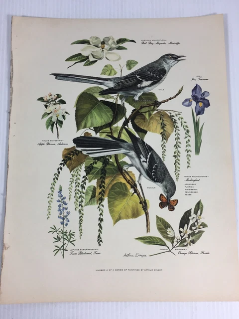 Arthur Singer Art Print Birds and Botanicals Mockingbird Flowers Arthur Singer Art Print Birds and Botanicals Mockingbird Flowers