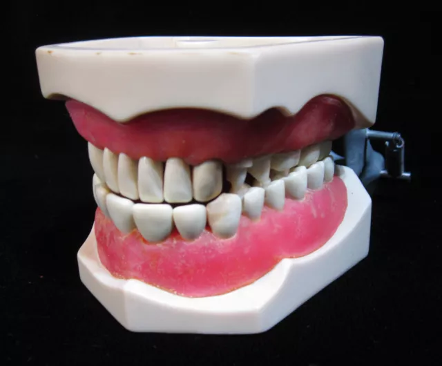 Vintage Dental DENTOFORM Model R862 w Removable TEETH Halloween Prank Gag Gift
