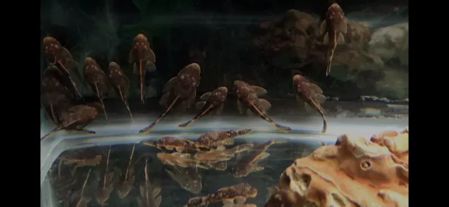 3 Pk Calico and Choc Bristlenose Plecos, Ancistrus sp. 2"+ Homebred, Quality