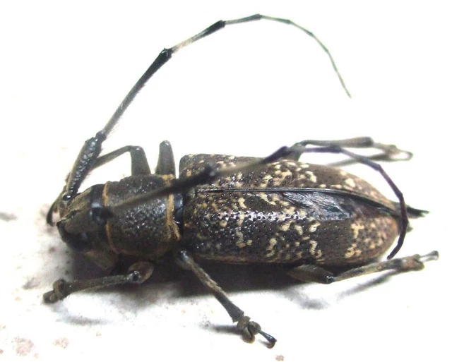 N007 PA : Cerambycidae: Planodes quaternarius female 17mm**********************