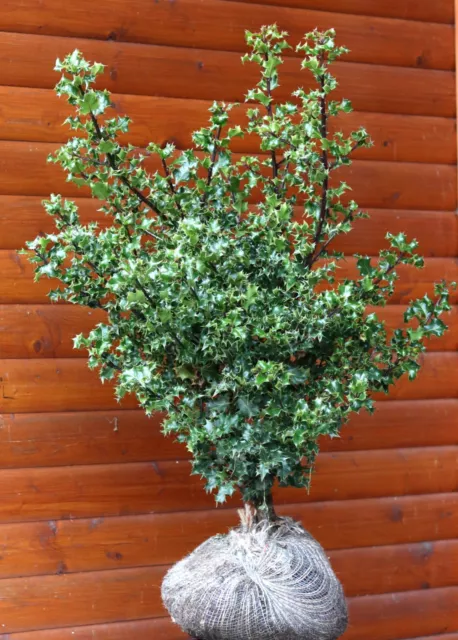 Ilex aquifolium - immergrüne Stechpalme  60-80 cm Ballenware