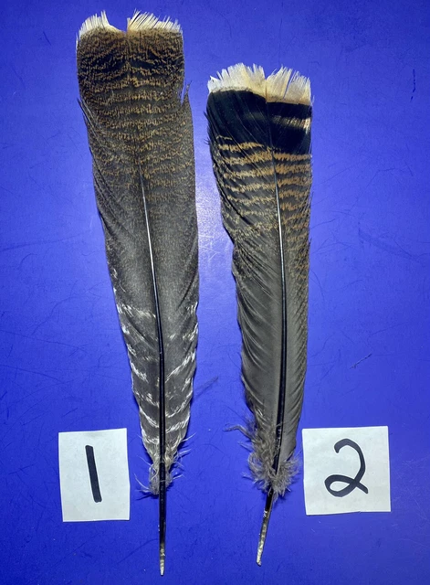 Plumas de cola Wild Turkey Indv 14,25-16,25" - pintura, piezas centrales y artesanías